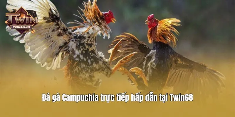 Đá gà Campuchia trực tiếp hấp dẫn tại Twin68