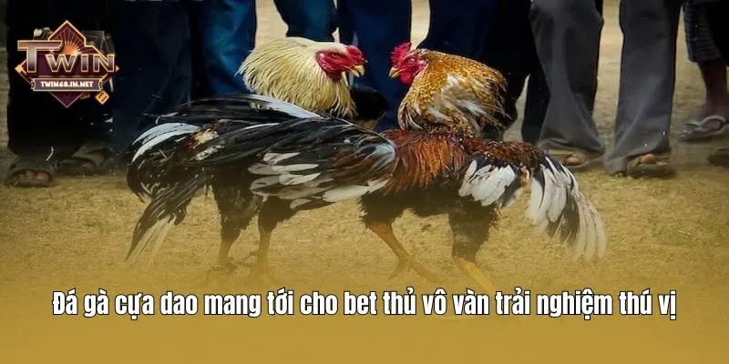 Đá gà cựa dao mang tới cho bet thủ vô vàn trải nghiệm thú vị
