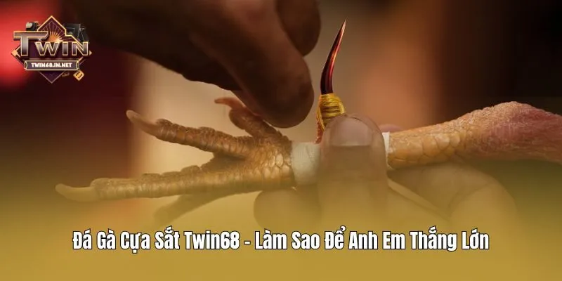Đá Gà Cựa Sắt Twin68 - Làm Sao Để Anh Em Thắng Lớn