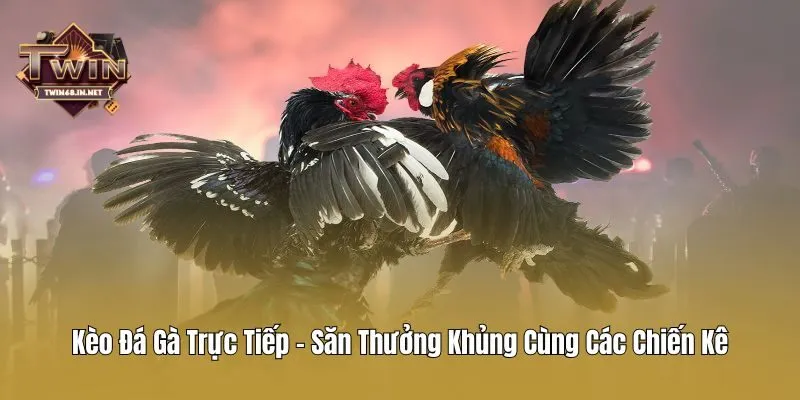 Kèo Đá Gà Trực Tiếp - Săn Thưởng Khủng Cùng Các Chiến Kê