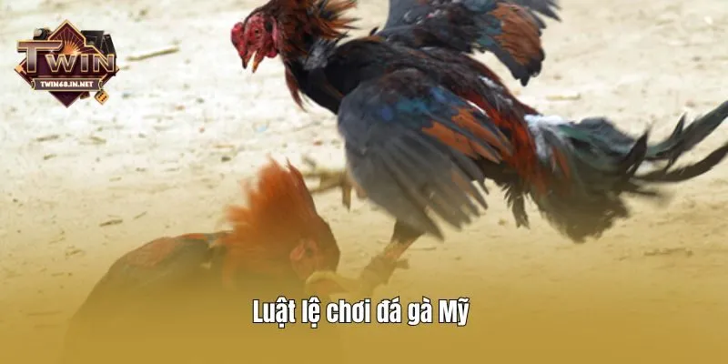 Luật lệ chơi đá gà Mỹ 