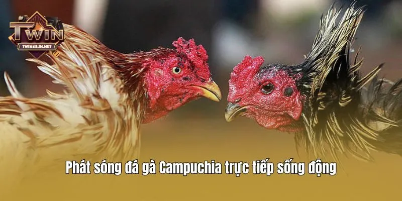 Phát sóng đá gà Campuchia trực tiếp sống động