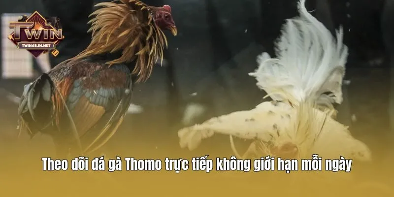 Theo dõi đá gà Thomo trực tiếp không giới hạn mỗi ngày